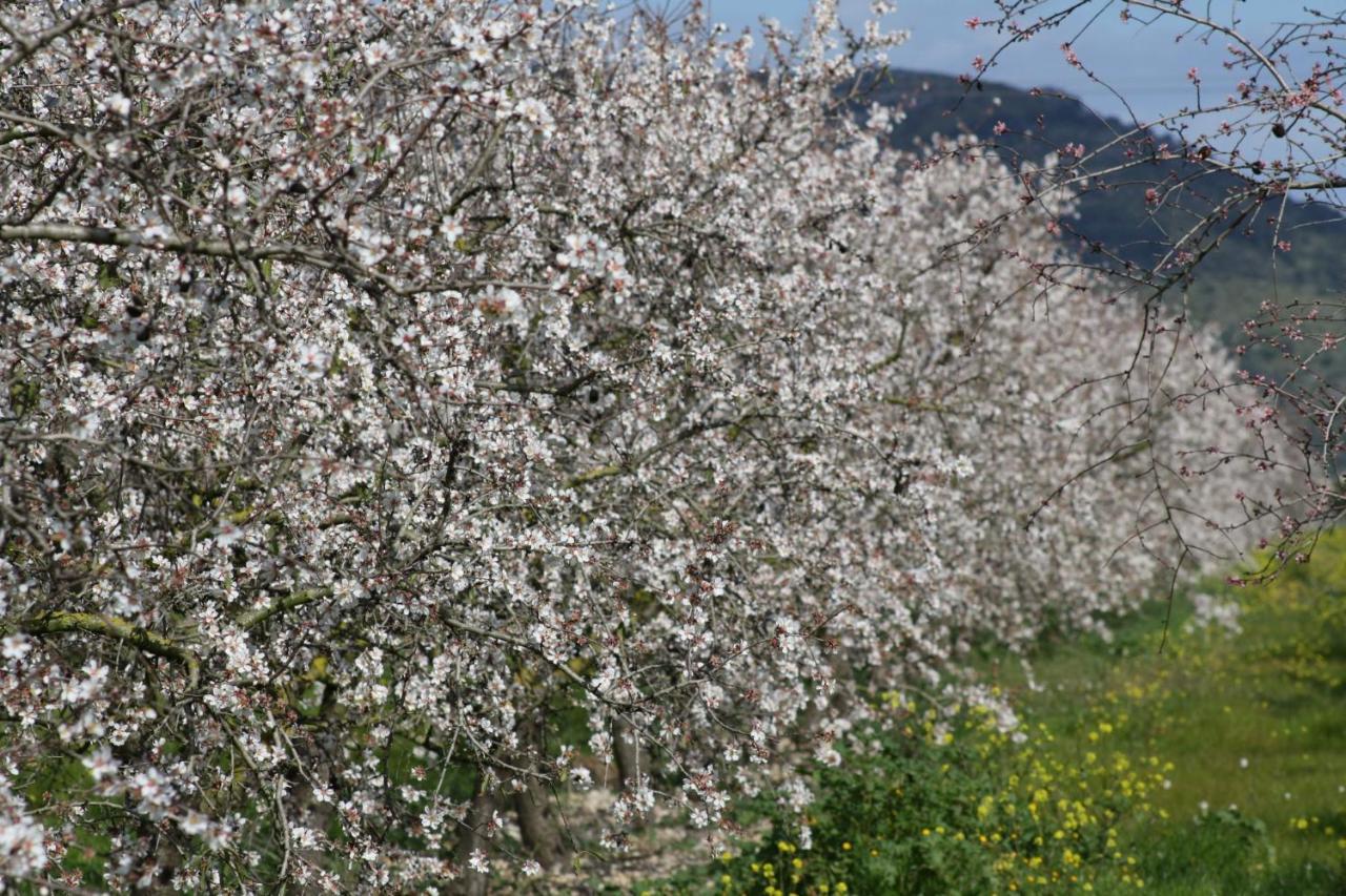 108 Finca Son Morey Tarongers Etv14340 By Mallorca Charme Can Picafort  Dış mekan fotoğraf